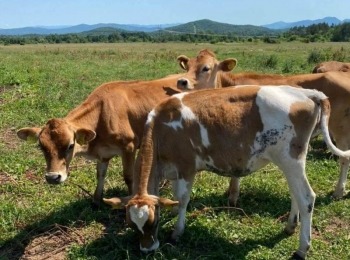 Lovinački turistički forumVedrine krave